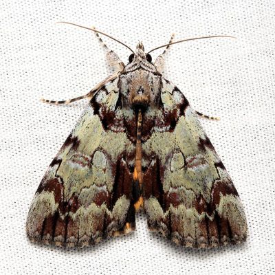 Praeclara Underwing, Hodges#8865 Catocala praeclara
