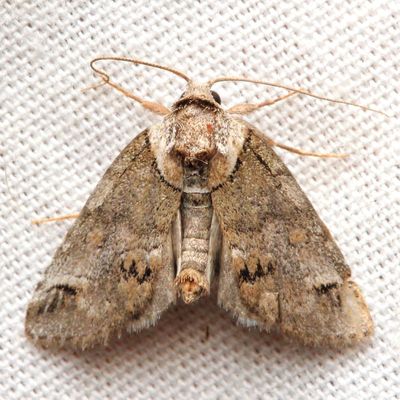 Sleeping Baileya, Hodges#8971 Baileya dormitans