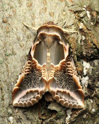 Order Lepidoptera - Butterflies and Moths