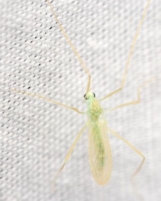 Family Limoniidae (Eriopterini)