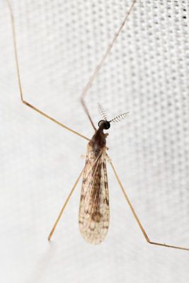 Family Limoniidae (Limoniini)