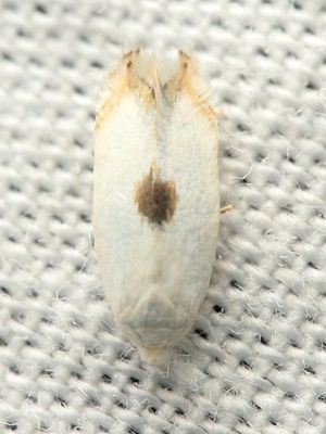 Superfamily Nepticuloidea - Pygmy Moths & Kin