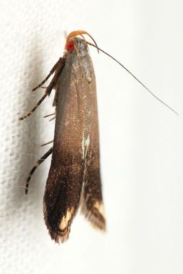 Family Gelechiidae - Twirler Moths