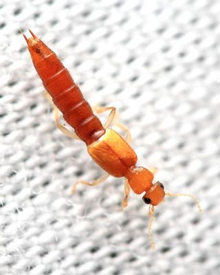 Subfamily Paederinae
