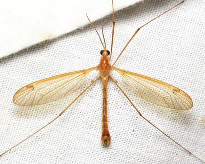 Nephrotoma euceroides