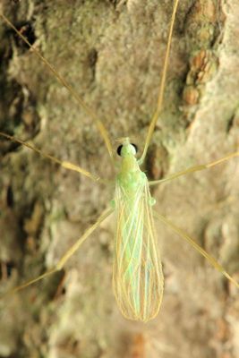 Family Limoniidae (Eriopterini)