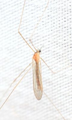 Dicranomyia (D.) immodesta