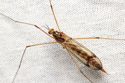 Tiger Crane Fly (Nephrotoma alterna)