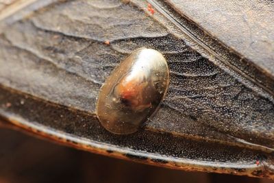 Dusky Ancylid (Laevapex fuscus)