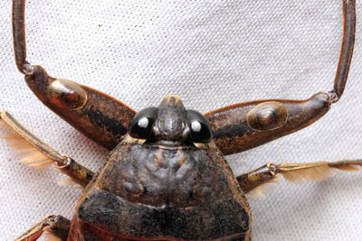 Suborder Heteroptera