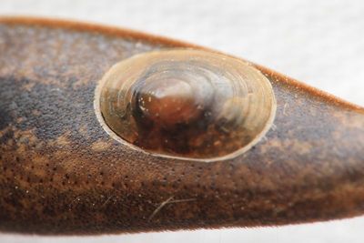 Gastropoda - Snails & Slugs