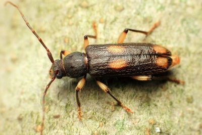 Family Cerambycidae - Longhorn Beetles