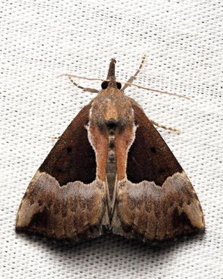 Family Erebidae