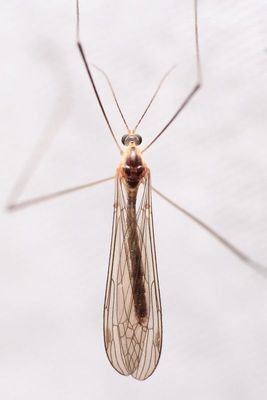 Pilaria tenuipes
