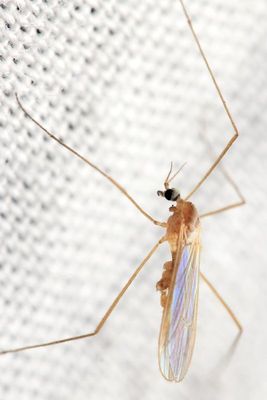 Cheilotrichia stigmatica
