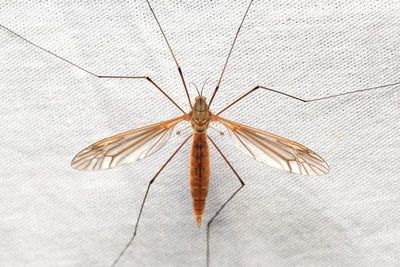 Infraorder Tipulomorpha - Crane Flies