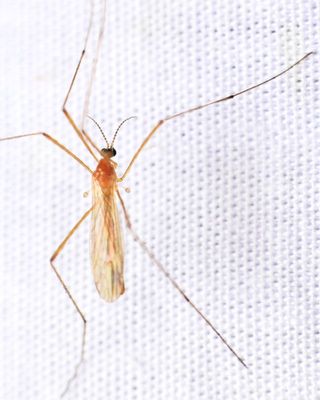 Euphylidorea novaeangliae cf.