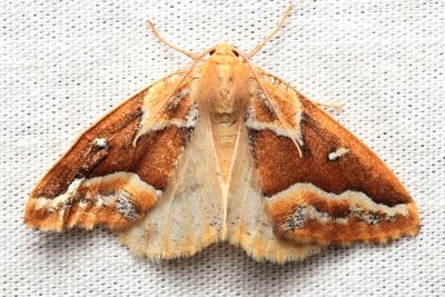 Brown Pine Looper, Hodges#6867 Caripeta angustiorata