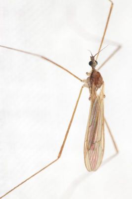 Family Limoniidae (Hexatomini)