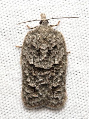 Family Tortricidae - Tortricid Moths