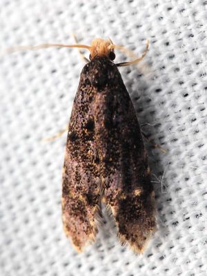 Family Tineidae - Clothes Moths