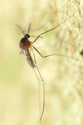 Family Culicidae - Mosquitoes