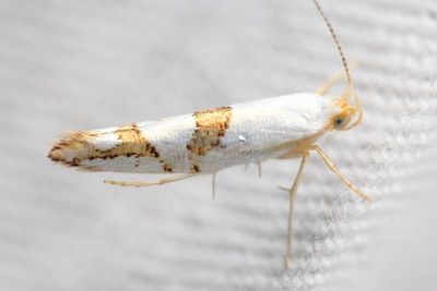 Superfamily Yponomeutoidea - Ermine Moths & kin