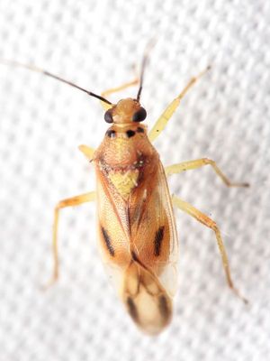 Family Miridae - Plant Bugs