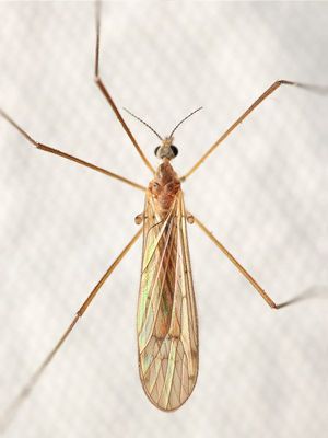 Infraorder Tipulomorpha - Crane Flies