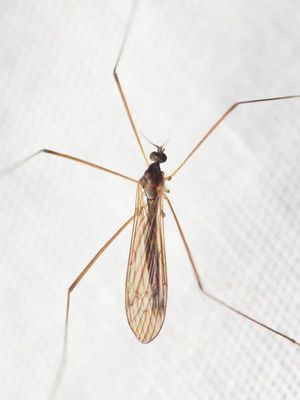 Pilaria quadrata
