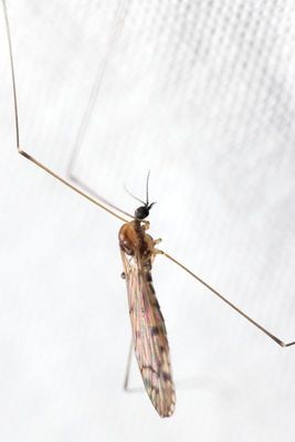 Neolimonia rara