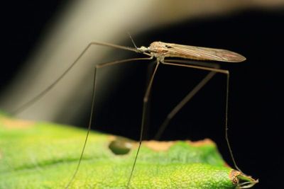 Family Limoniidae (Hexatomini)