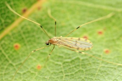 Family Limoniidae (Eriopterini)