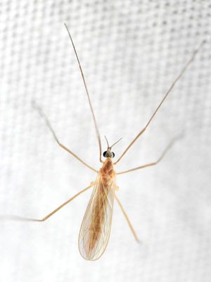 Cheilotrichia stigmatica