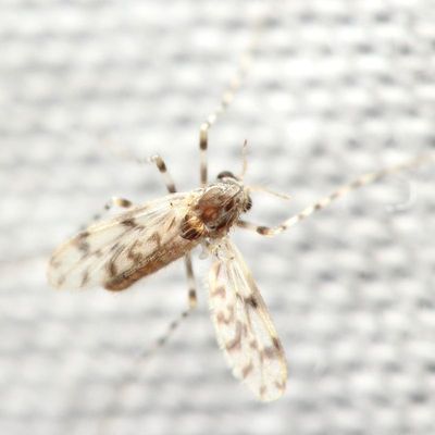 Ablabesmyia (Karelia) sp.