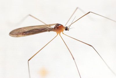 Pilaria tenuipes