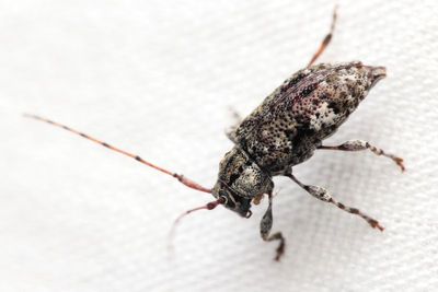 Family Cerambycidae - Longhorn Beetles