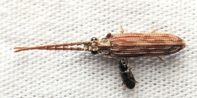 Reticulated Beetle (Tenomerga cinerea), family Cupedidae