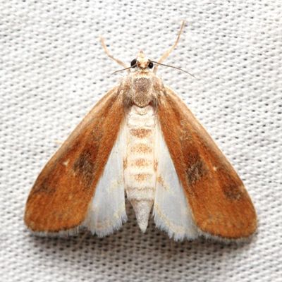 Polymorphic Pondweed Moth, Hodges#4759 Parapoynx maculalis