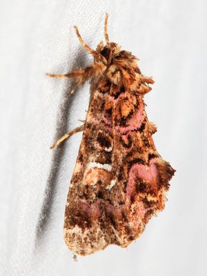 Family Noctuidae - Owlet Moths