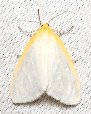 Delicate Cycnia, Hodges#8230 Cycnia tenera