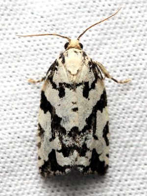 Family Tortricidae - Tortricid Moths