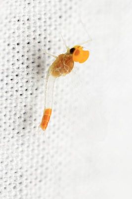 Family Baetidae - Small Minnow Mayflies