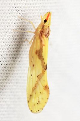 Otiocerus wolfii, family Derbidae
