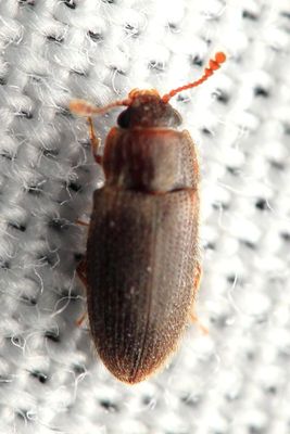 False Skin Beetle (Diplocoelus brunneus), family Biphyllidae