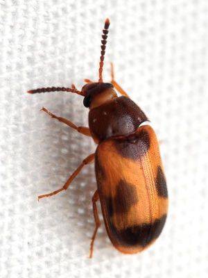 Order Coleoptera - Beetles