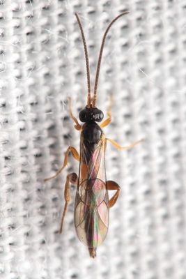Family Ichneumonidae - Ichneumon Wasps