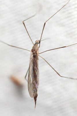 Family Limoniidae (Limoniini)
