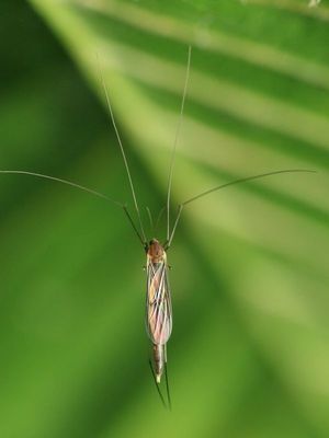 Superfamily Sciaroidea - Fungus Gnats