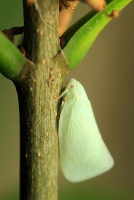 Fulgoroid Planthoppers